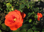 IMG_5406s.jpg
