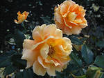 IMG_5400s.jpg