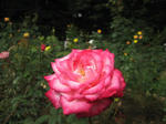 IMG_5455s.JPG