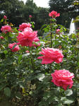 IMG_5468s.JPG