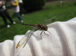 IMG_5470s.JPG