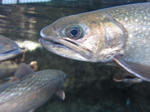 IMG_1678.JPG