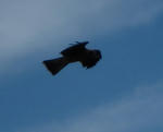 IMG_2200.JPG