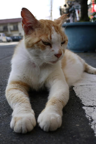 猫１