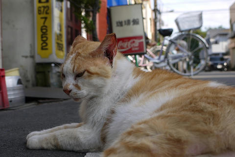 猫２