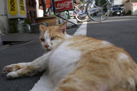 猫３