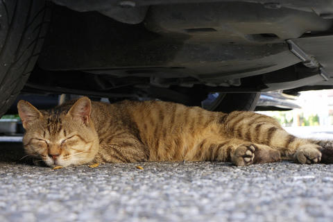 猫4