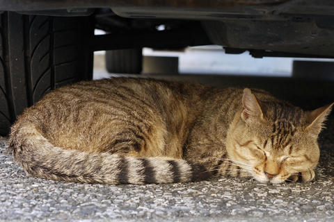 猫５