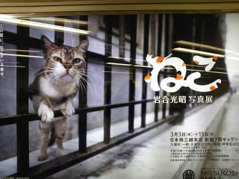 ねこ