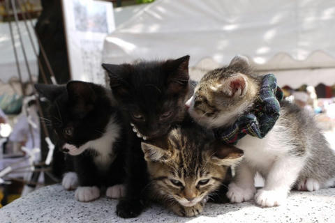 ねこ
