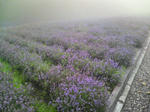 霧の中のラベンダー