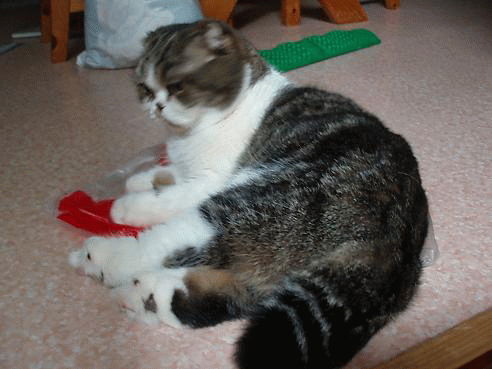 cf21d50b.gif