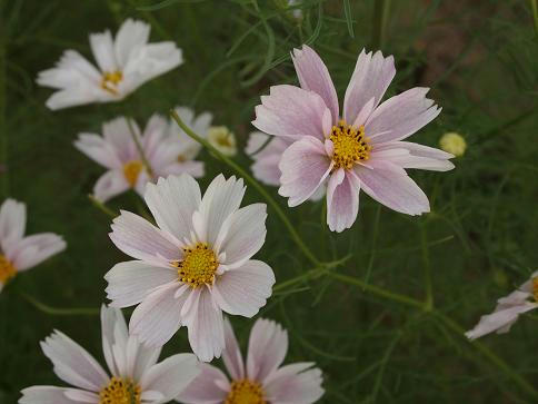 PA110584.JPG