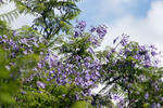 jacarannda.jpg