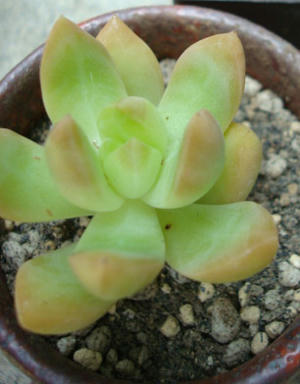 これがホントの黄麗 ナオコの植物日記