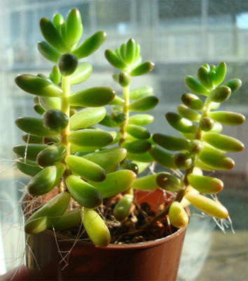 徒長オーロラ ナオコの植物日記