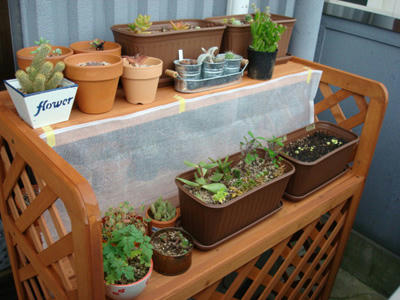多肉プランター ナオコの植物日記