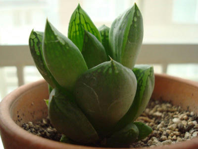 宝草 可愛いから徒長なんて気にしない ナオコの植物日記