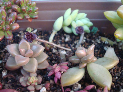 ブロンズ姫 冬 夏 ナオコの植物日記