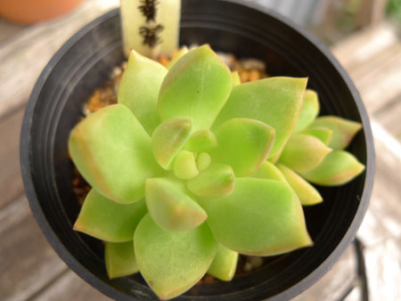 手のかからない黄麗 ナオコの植物日記