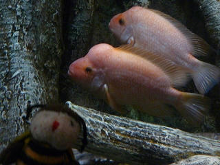 P1010196.jpg