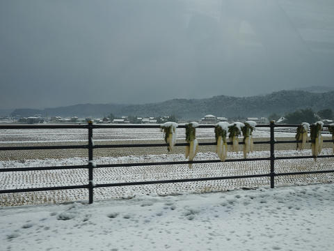 P1000825.jpg