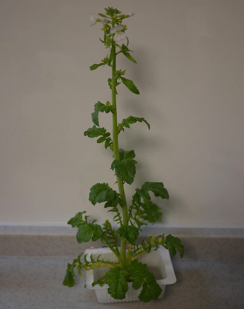 daikon01.jpg