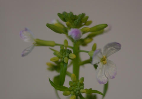 大根の花