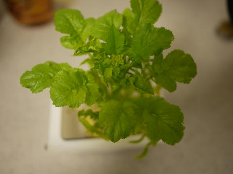 P1010200.jpg