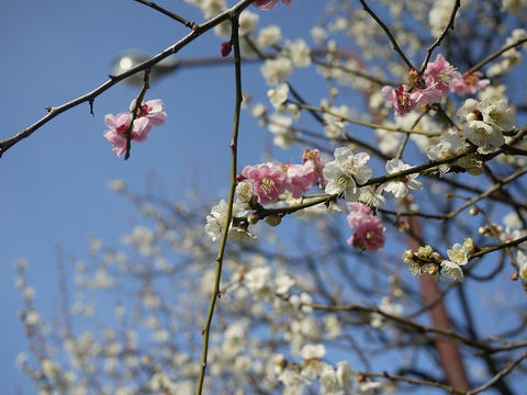 P1010350.jpg