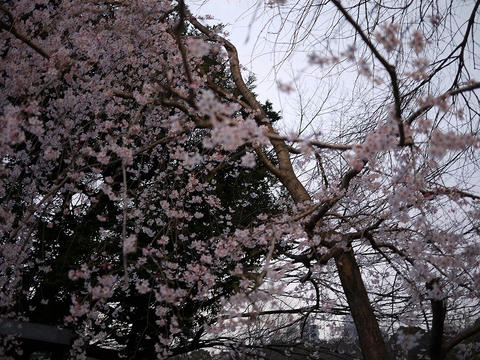 P1010452.jpg