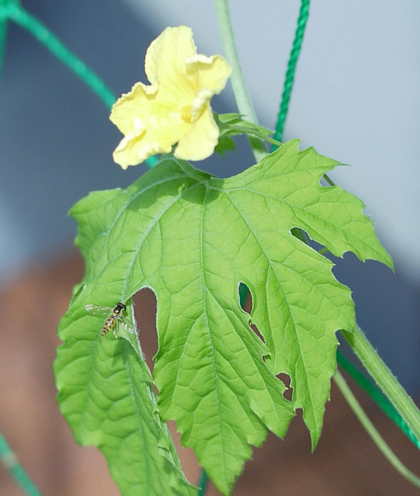 ゴーヤの花と虫