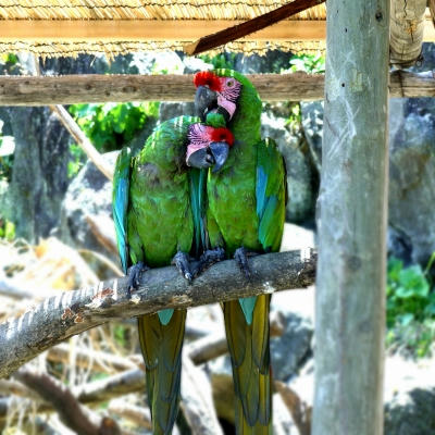 インコ