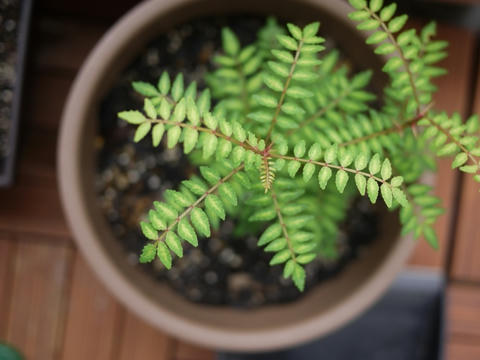 山椒