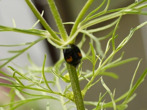 テントウムシ