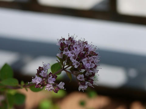 オレガノの花