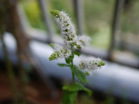 P1030469.jpg
