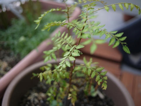 山椒