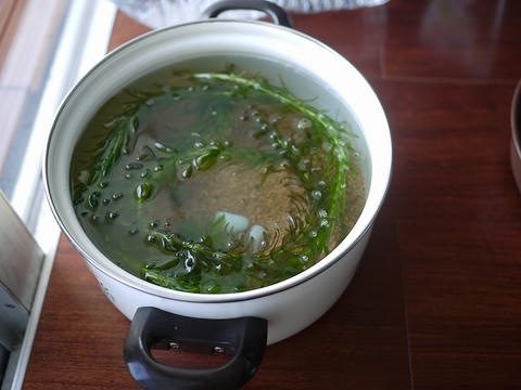 鍋メダカ