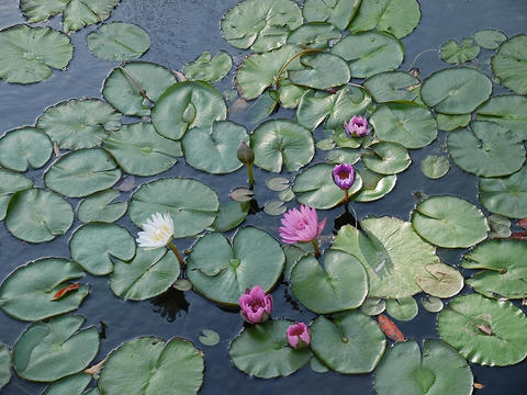 海地獄