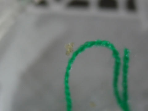 P1030994.jpg