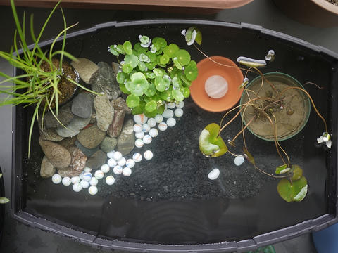 P1040589.jpg