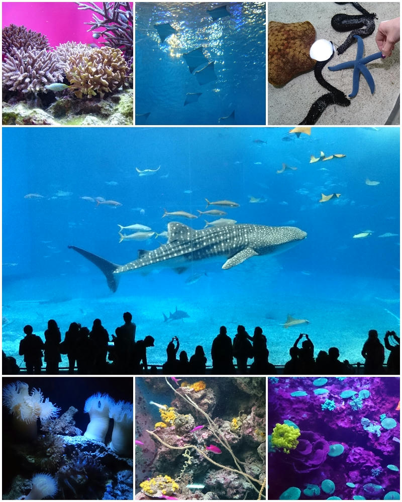 美ら海水族館　ナマコ