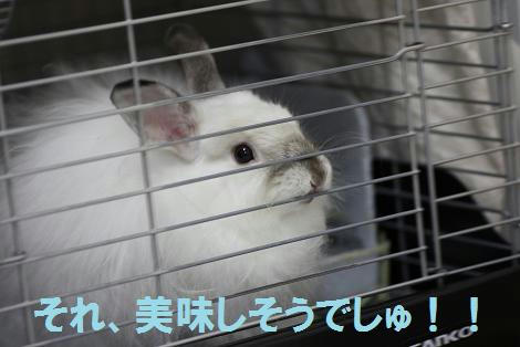 f6c77aa0.jpg