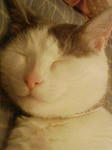 zzz