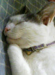 うにゃん