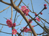 IMG_4229m.JPG
