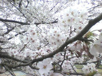 2011040916500003.jpg