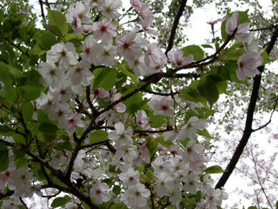 080409b