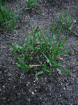 ニラを植え替えて1週間かな0417
